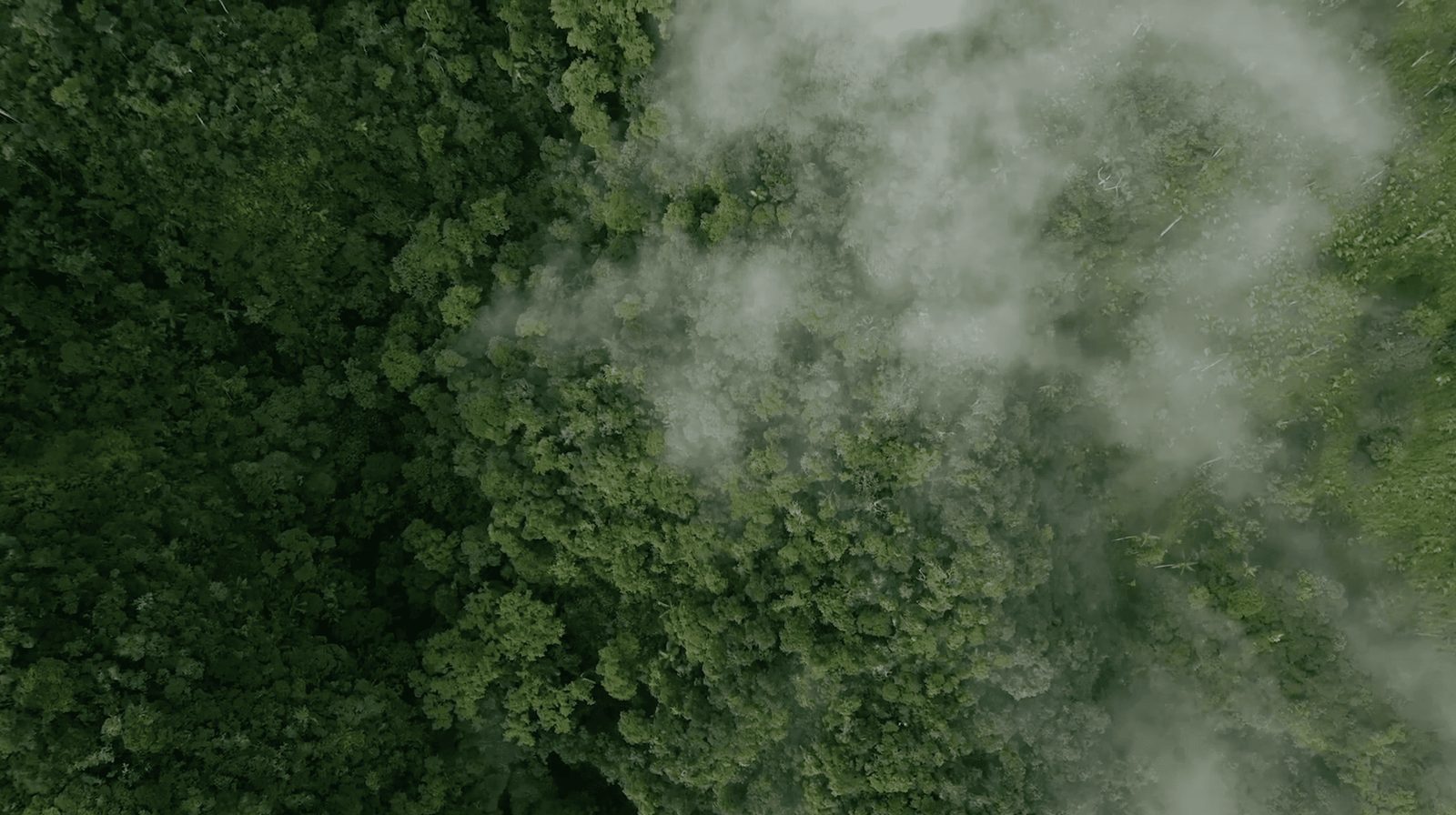 Chráněný prales v Ekvádoru — zachycení CO2